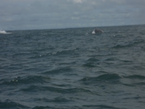 A bad picture of some awesome whales